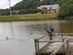 Nannopterum brasilianum