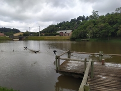 Nannopterum brasilianum