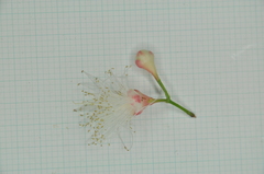 Syzygium tripinnatum