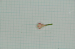 Syzygium tripinnatum