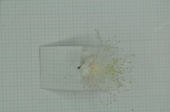 Syzygium tripinnatum