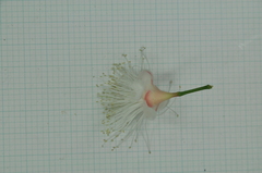 Syzygium tripinnatum