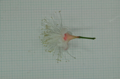 Syzygium tripinnatum