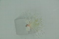 Syzygium tripinnatum