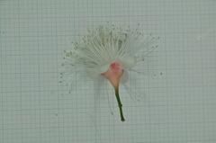 Syzygium tripinnatum