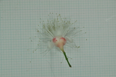 Syzygium tripinnatum