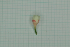 Syzygium tripinnatum