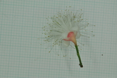 Syzygium tripinnatum