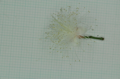 Syzygium tripinnatum