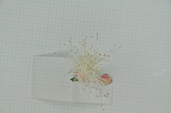 Syzygium tripinnatum