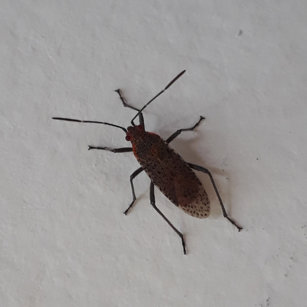 Jadera harrisi