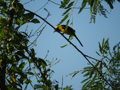 Icterus mesomelas