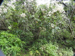 Montanoa bipinnatifida