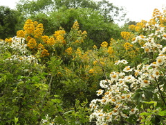 Sinclairia glabra glabra