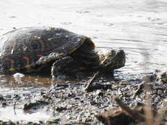 Trachemys venusta cataspila