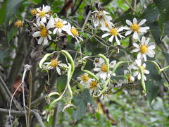 Montanoa bipinnatifida