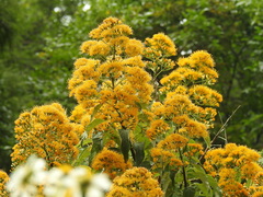 Sinclairia glabra glabra