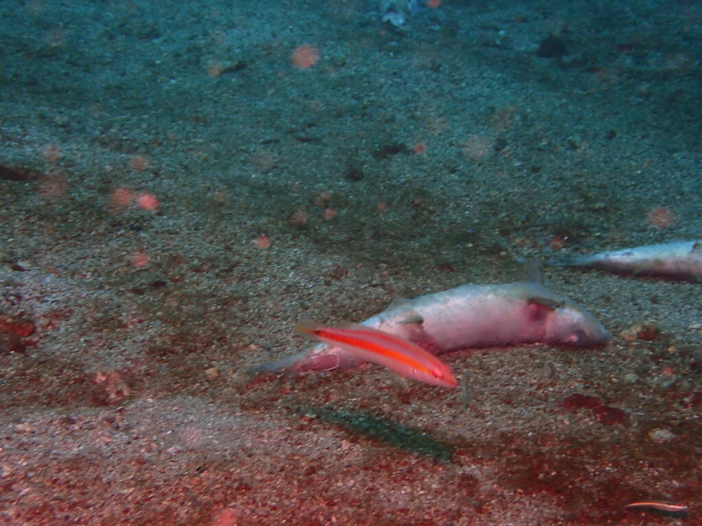 Goldstripe Wrasse