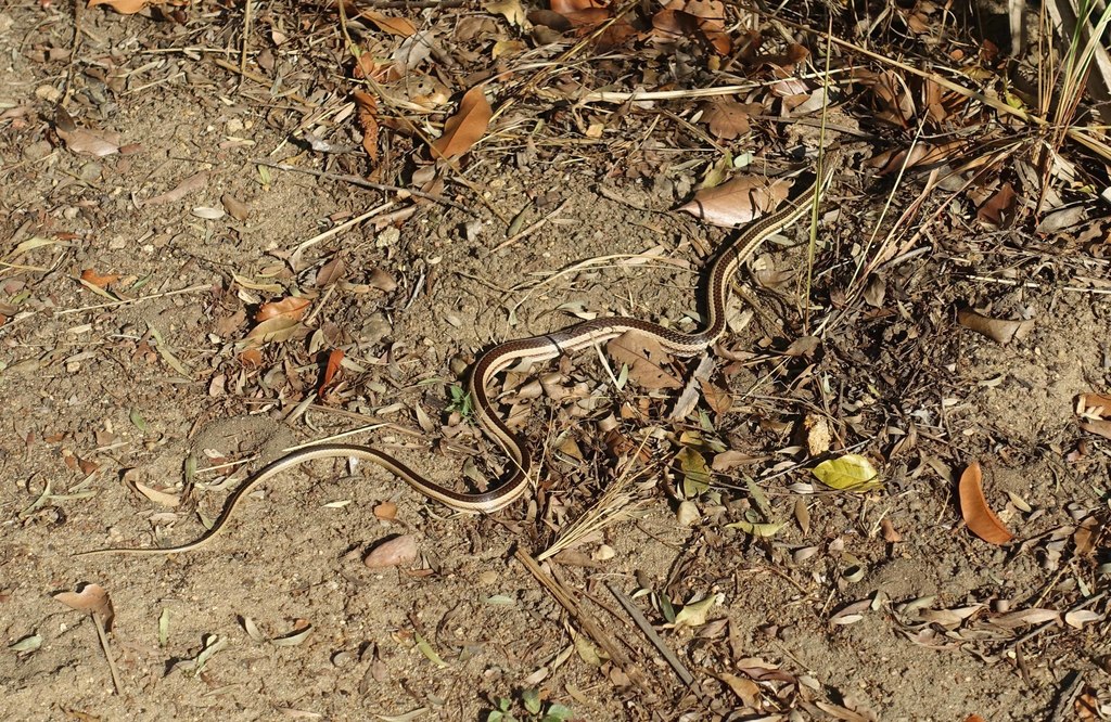 Toliara Smooth Snake