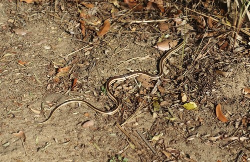 Toliara Smooth Snake