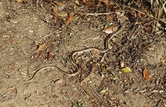 Dromicodryas bernieri