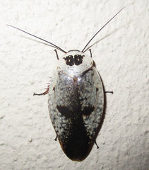 Gyna caffrorum