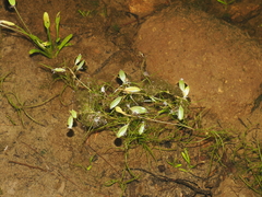 Water Plantain (Potamogeton diversifolius)