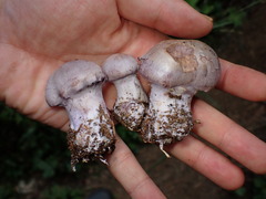 Camphor Cortinarius (Cortinarius camphoratus)