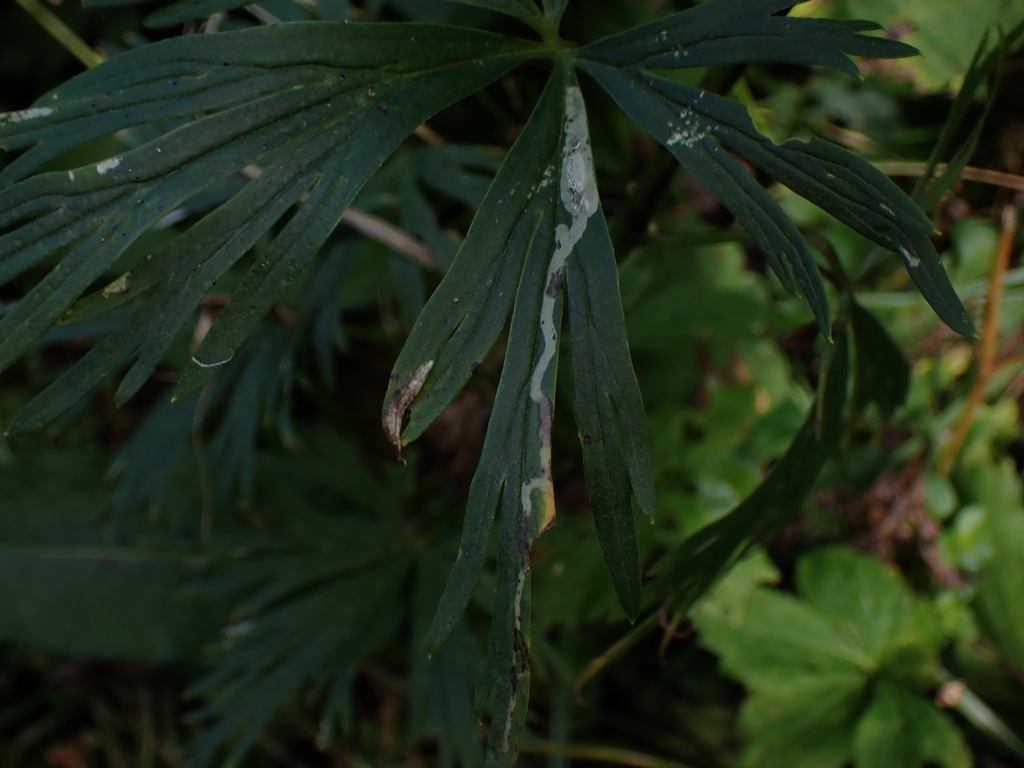 Phytomyza aconitella