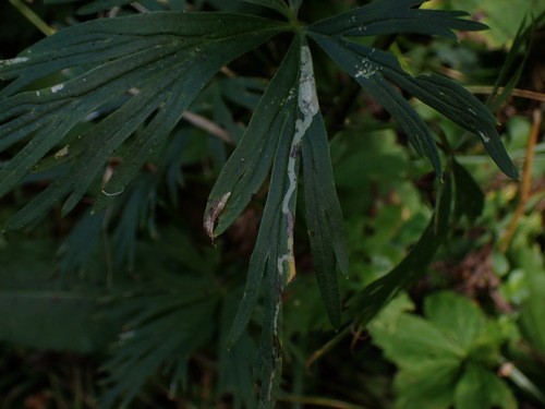Phytomyza aconitella