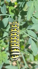 Papilio polyxenes