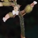 Cheirostylis parvifolia - Photo (c) S.MORE, alguns direitos reservados (CC BY-NC), uploaded by S.MORE