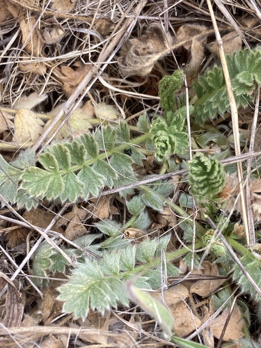 Point Reyes horkelia (Horkelia marinensis)