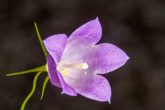 Campanula carnica