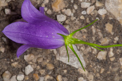 Campanula carnica