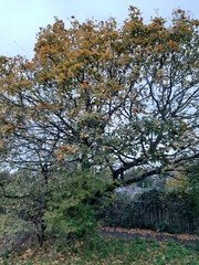 Acer platanoides