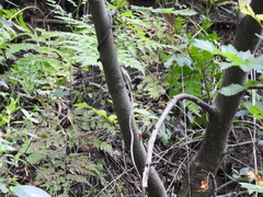 Bursera penicillata