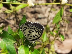 Castalius rosimon