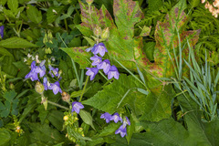 Campanula rhomboidalis