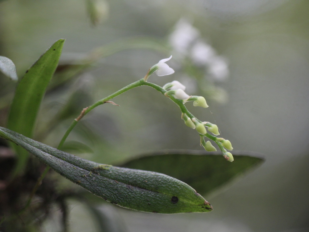 Phreatia taiwaniana