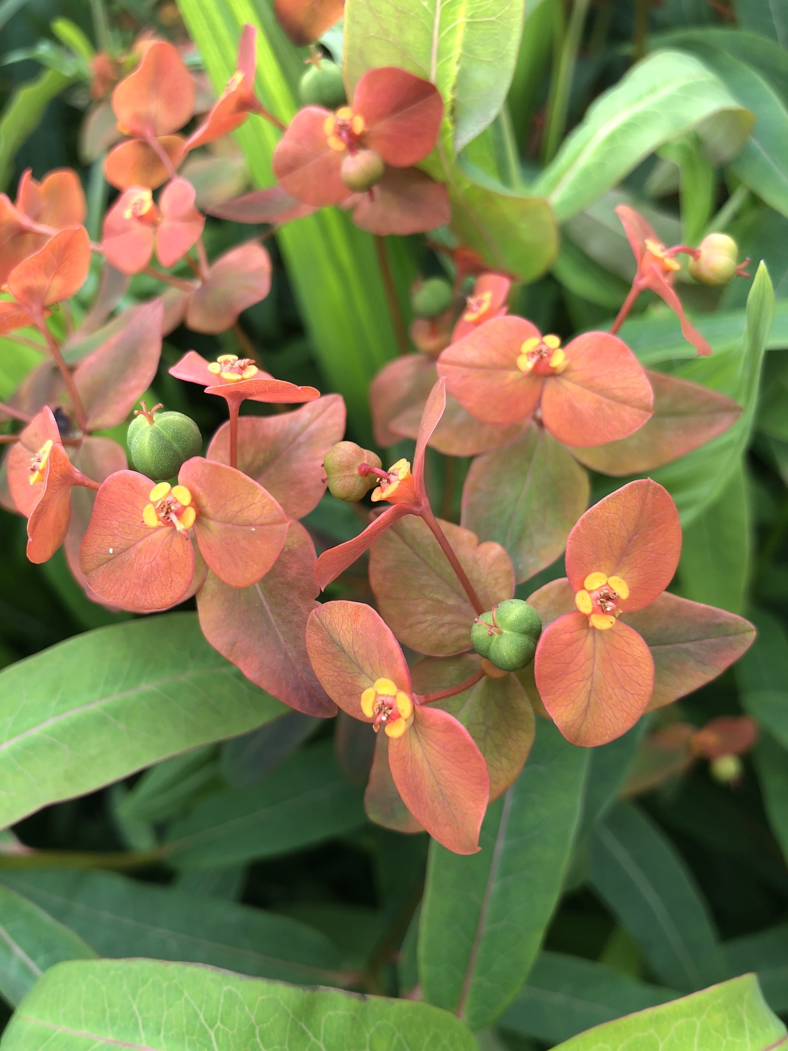 Euphorbia griffithii
