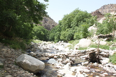 Cordulegaster princeps