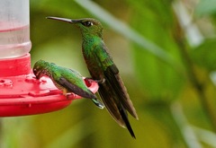 Heliodoxa leadbeateri