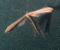 Pterophoroidea