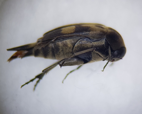 Paprastasis Dygliavabalis nuotrauka