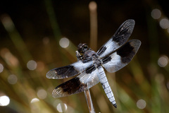 Plathemis subornata