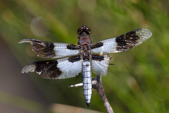 Plathemis subornata