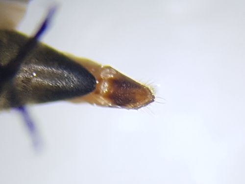 Paprastasis Dygliavabalis nuotrauka