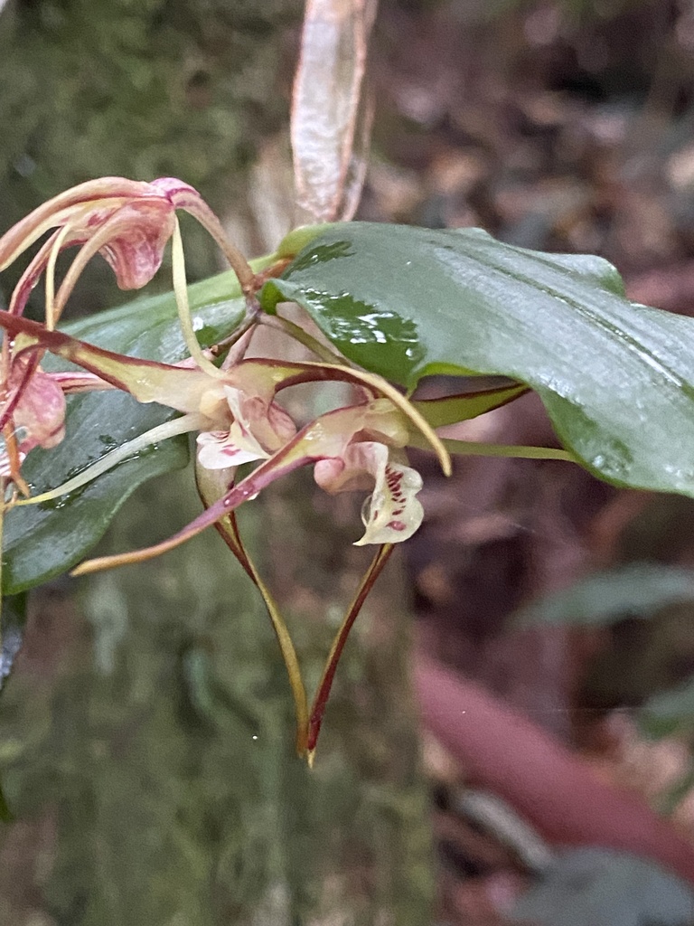 Dendrobium tetragonum A.Cunn.