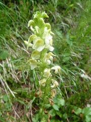 Pedicularis elongata
